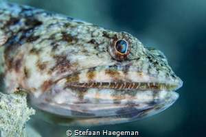 Lizardfish portrait by Stefaan Haegeman 
